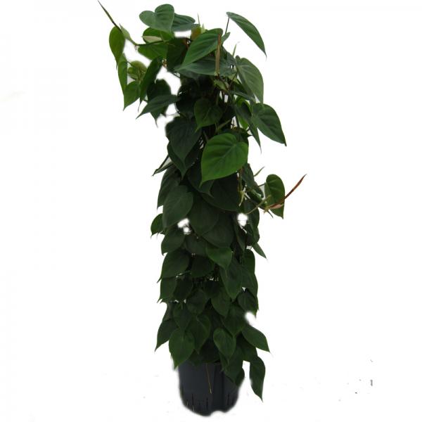 philodendron scandens am moosstab